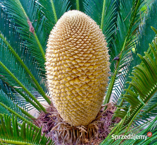 SAGOWIEC ODWINIĘTY Cycas revoluta NASIONA 7 Ogród Lubanie