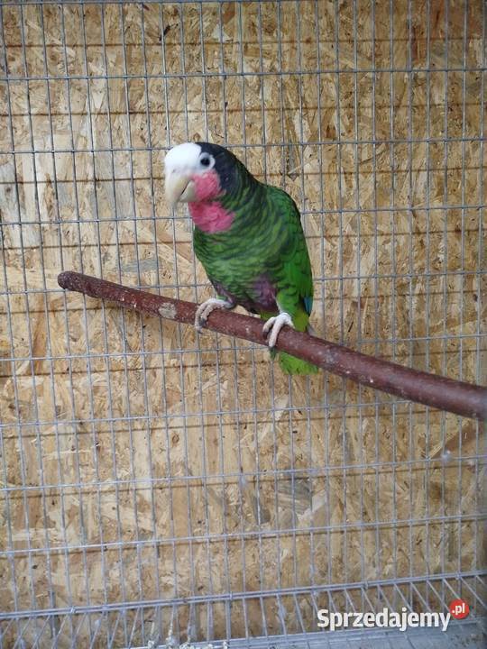 Amazónka kubańska para mazowieckie Siedlce sprzedam