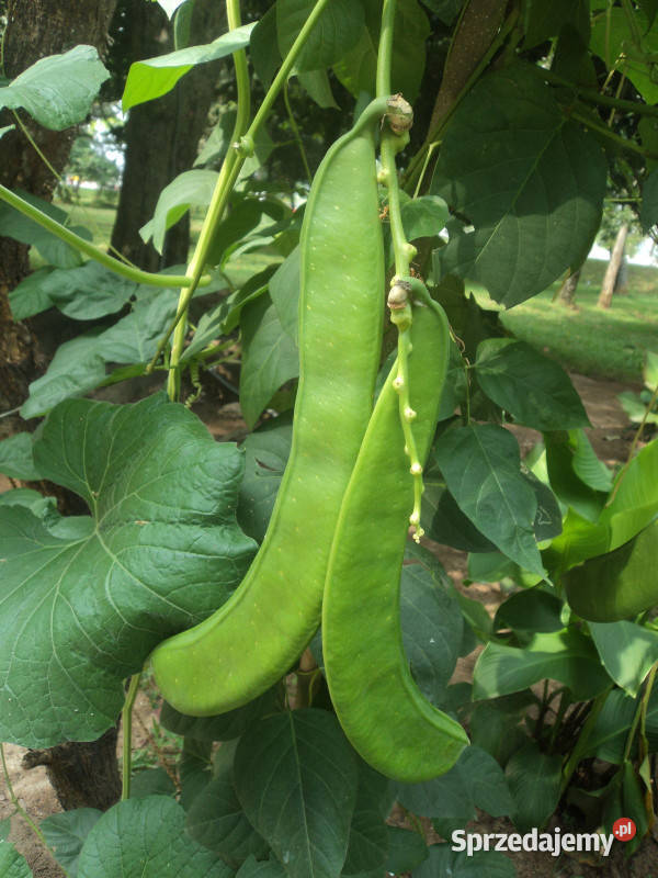 KANAWALIA MIECZOKSZTAŁTNA  Canavalia ensiformis Lubanie