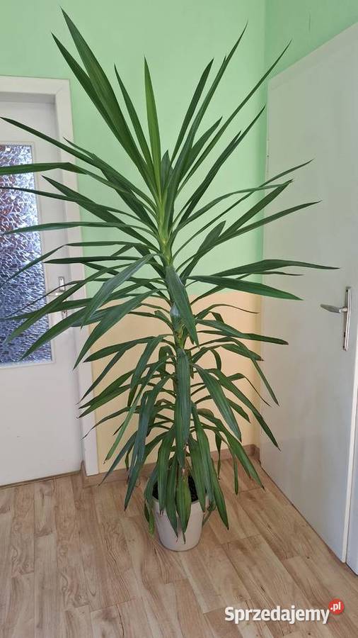 Juka yucca w doniczce duża 190 Gierałtowice sprzedam