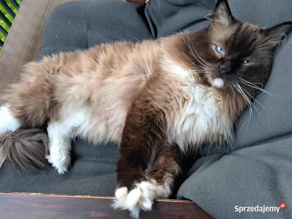 Ragdoll mink Cherubim Kraków sprzedam