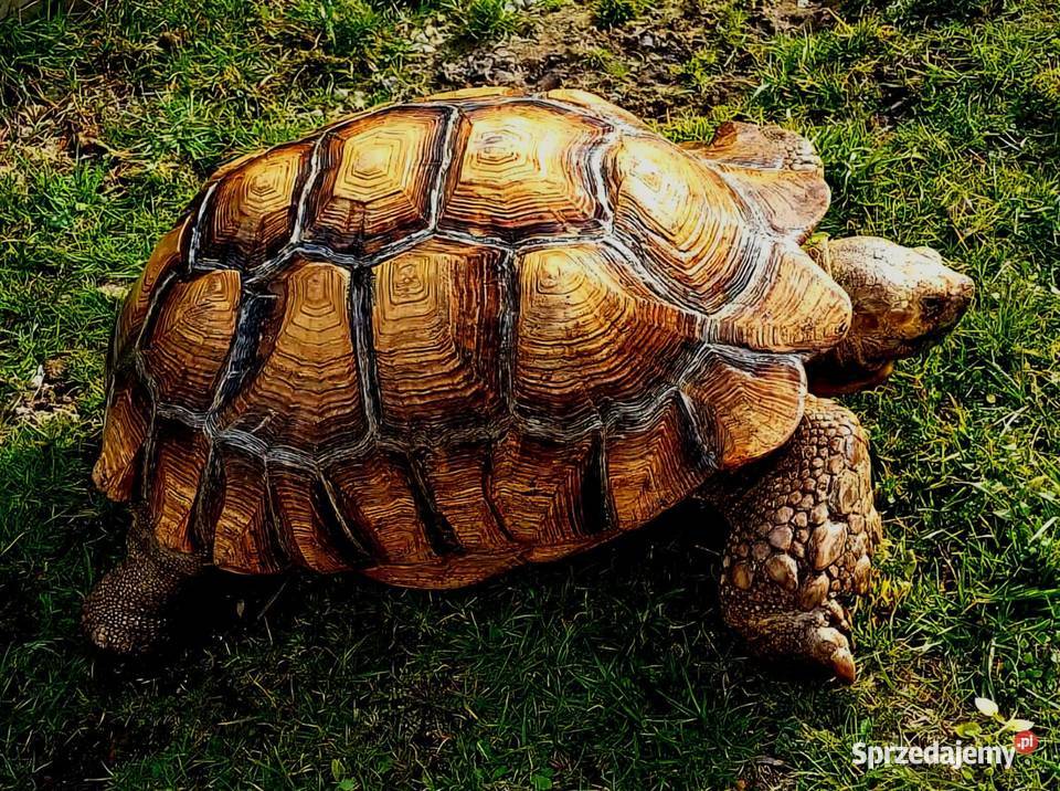 Duże Żółwie pustynne (Centrochelys sulcata) - piękne, dorosłe osobniki