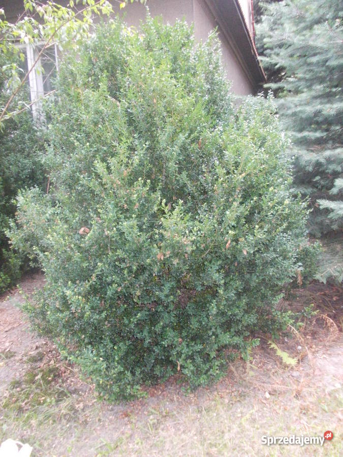 BUKSZPAN duży krzew 28 m Skawina sprzedam