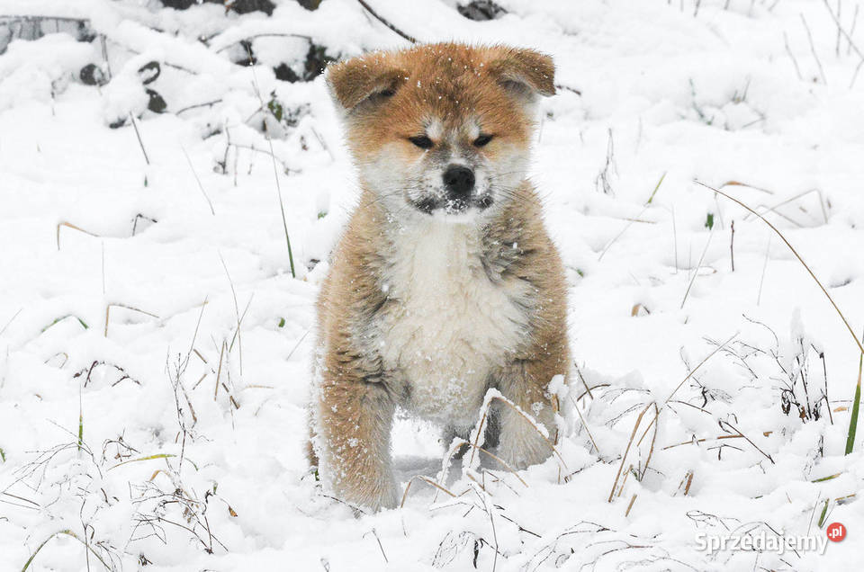 Akita inuakita japońska czerwone szczenięta Wołów