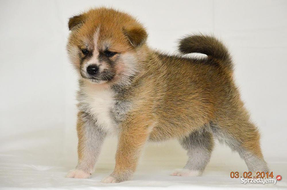 Akita japońska czerwone szczenięta Słupca