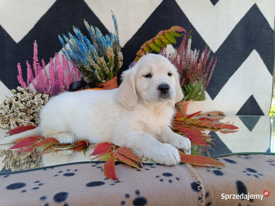 Golden Retriever Dębica sprzedam
