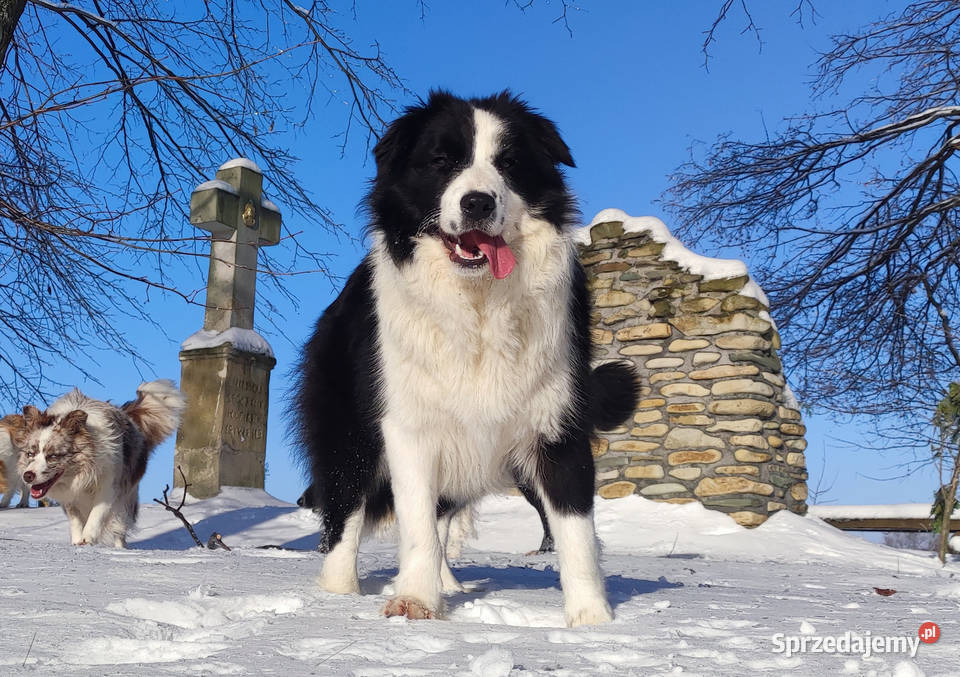 Suczka BORDER COLLIE z Hodowli Rasowa z pełną Iwonicz