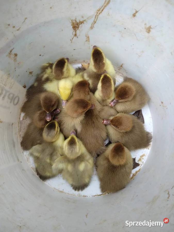 Kaczki pekin dworka mukard ruańskie dolnośląskie Jelenia Góra