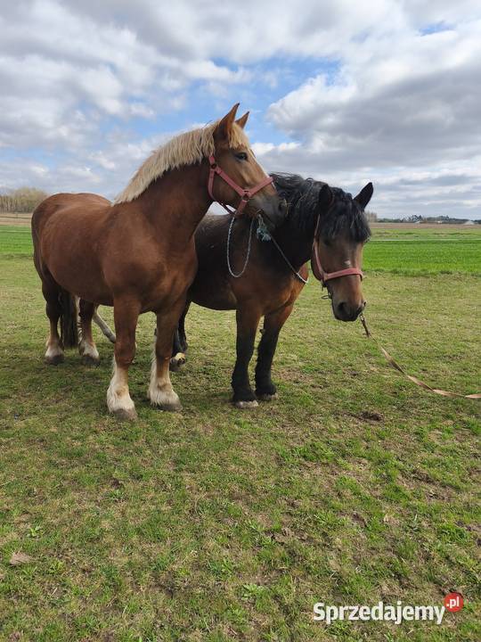 Klacze zimnokrwiste Zwierzęta Chełm