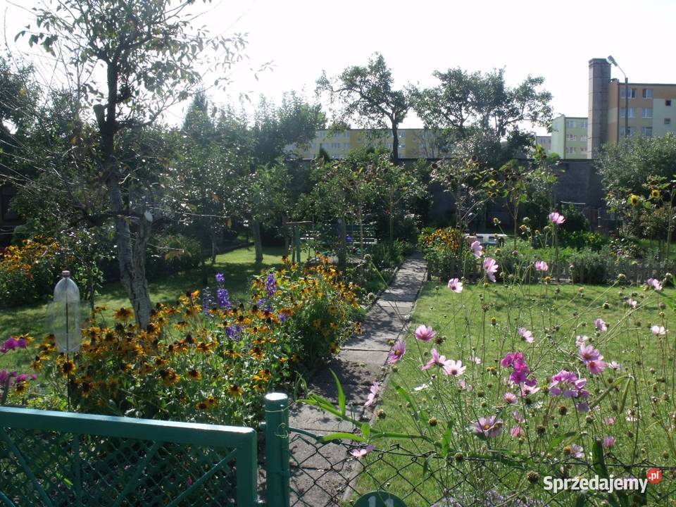 Sprzedam dzialke rekreacyjna ROD Zacisze Grudziądz