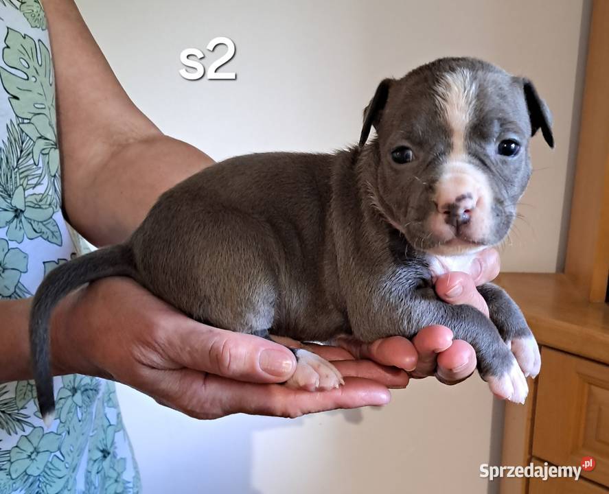 Amstaff ZKWP FCI BLUE śliczna suczka Koziegłowy