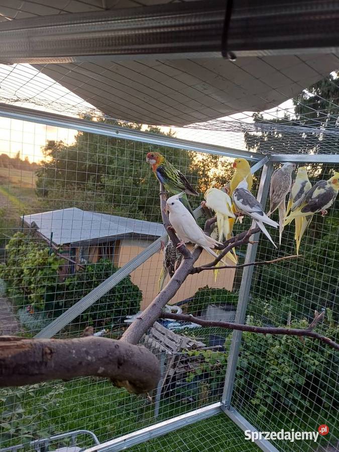 Rozella białolica Sulechów