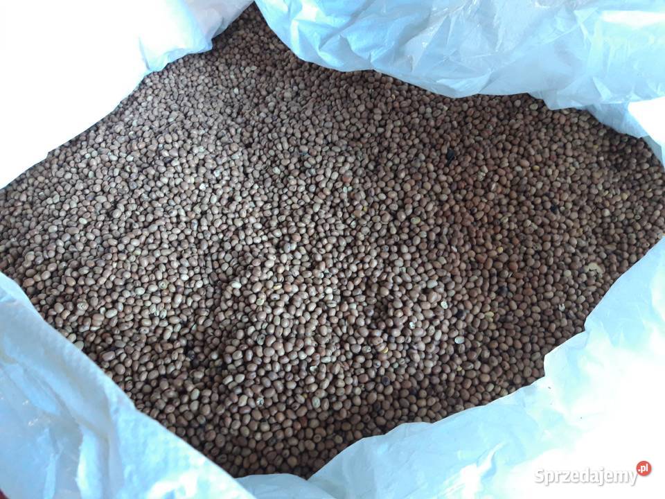 Bobik wyczyszczony na poplon Zarogów