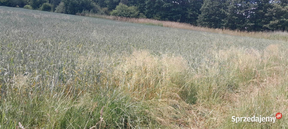 Leżajsk działka 5361 ar Sprzedam 100m