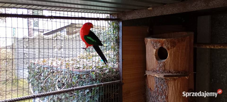 Szkarłatka królewska Rybnik