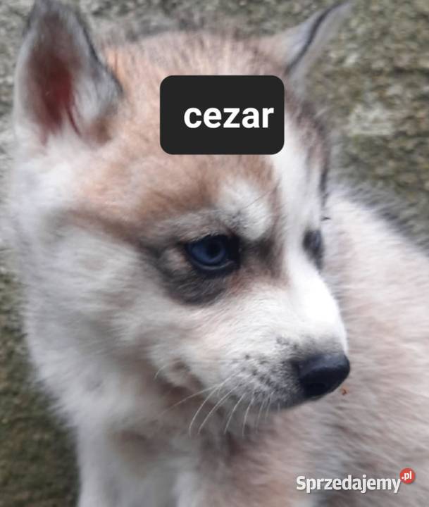 Syberiany husky mlode Psy Reda