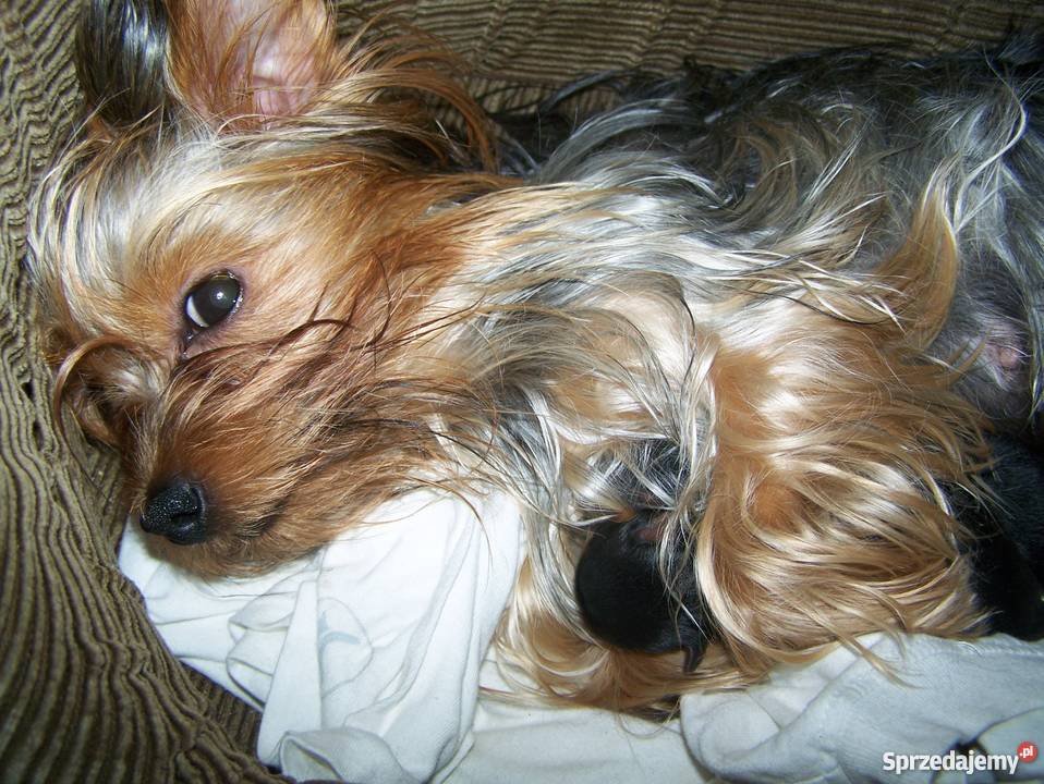 piękne yorki szczeniaczki