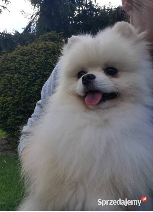 Pomeranian reproduktor Bolesławiec