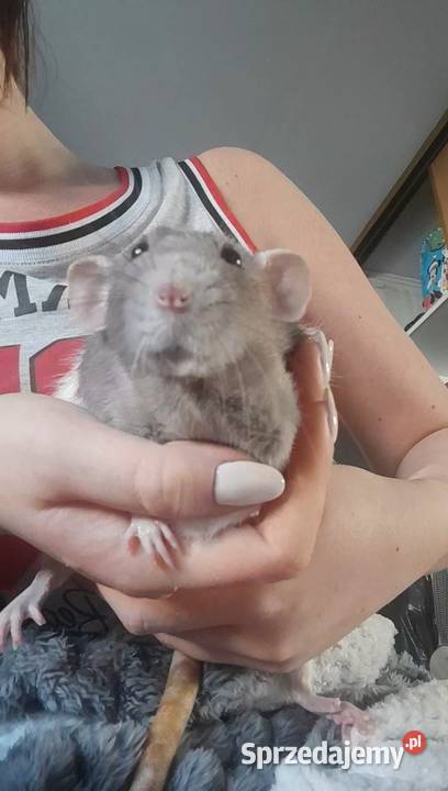 Domowa opieka zwierzętami ferie i weekendy wielkopolskie Poznań