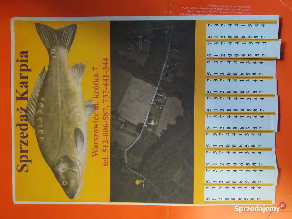 Karp Sprzedaż Karpia Żory