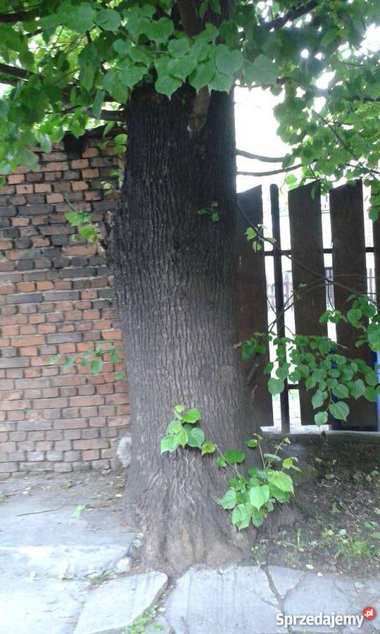 Sprzedam drzewo lipowe Zabrze