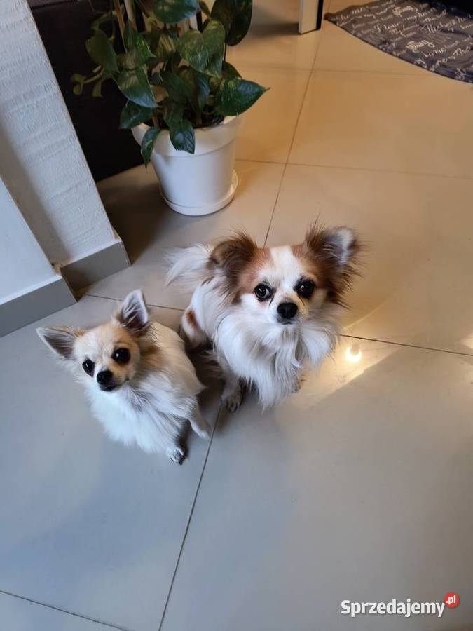 Sprzedam dwumiesięczne chihuahua długowłose z Warszawa