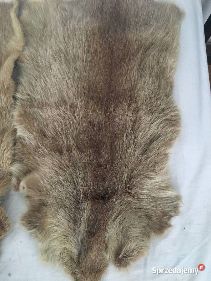 Sprzedam wyprawione skóry z nutrii Tarnów