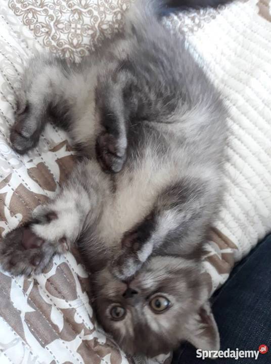 Śliczne Srebrne kocięta brytyjskie Rzeszów