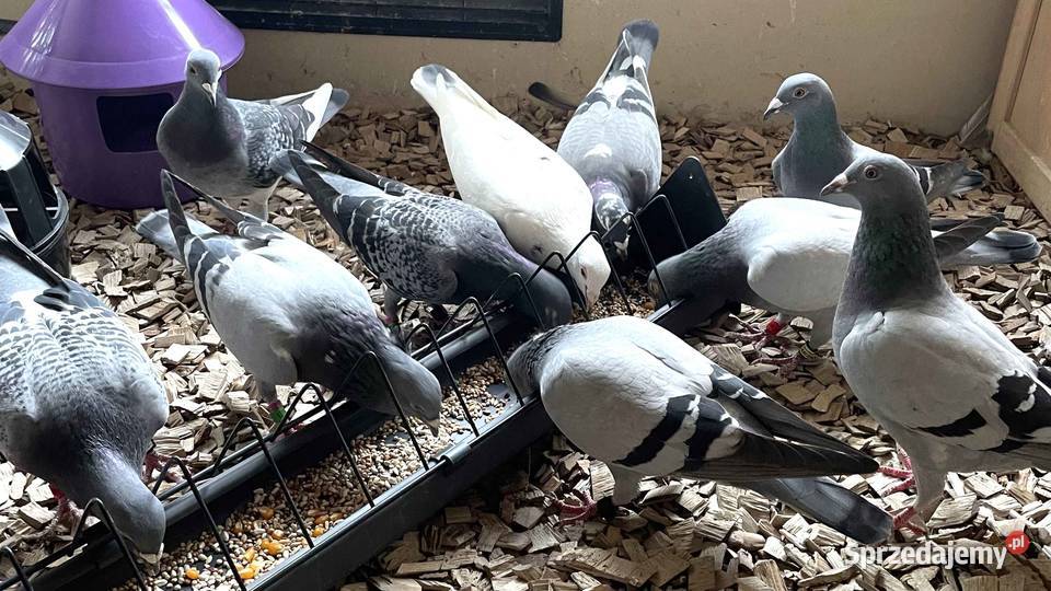 Gołębie pocztowe oddam likwidacja lubelskie sprzedam