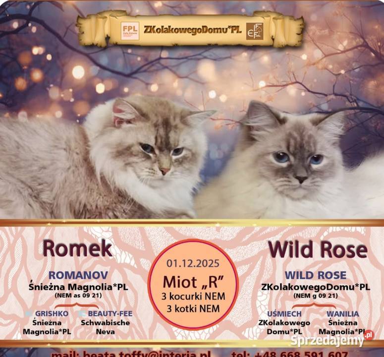 Koty Syberyjskie Neva Masquerade REWELACJA wielkopolskie Kwilcz