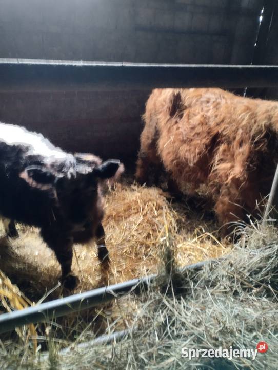 Sprzedam bydło szkockie Jabłoń