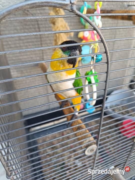 Barwinka czarnogłowa