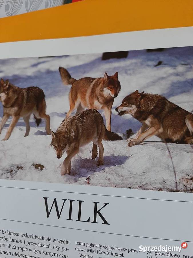 Swiat dzikich zwierząt Larousse Stronie Śląskie