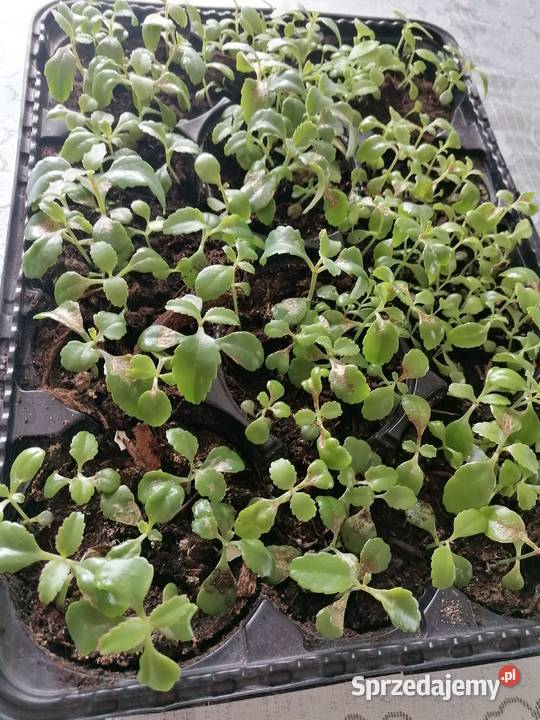 Żyworódka roślina do domowego leczeniaKwiaty łódzkie Łódź