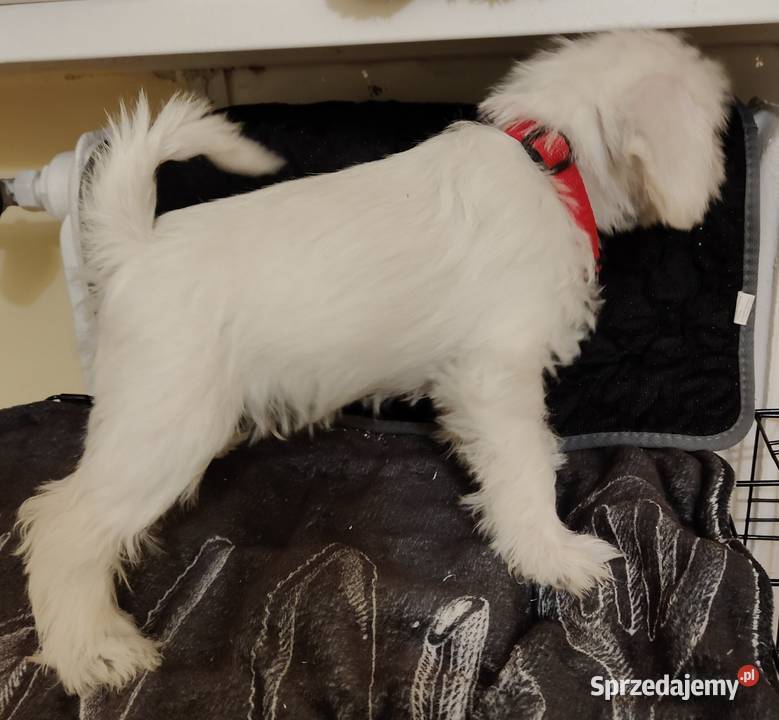 Sznaucer miniaturowy biały szczeniąta FCI