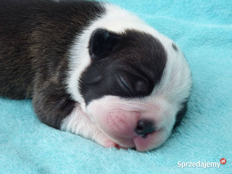 Boston Terrier Ostrów Wielkopolski sprzedam