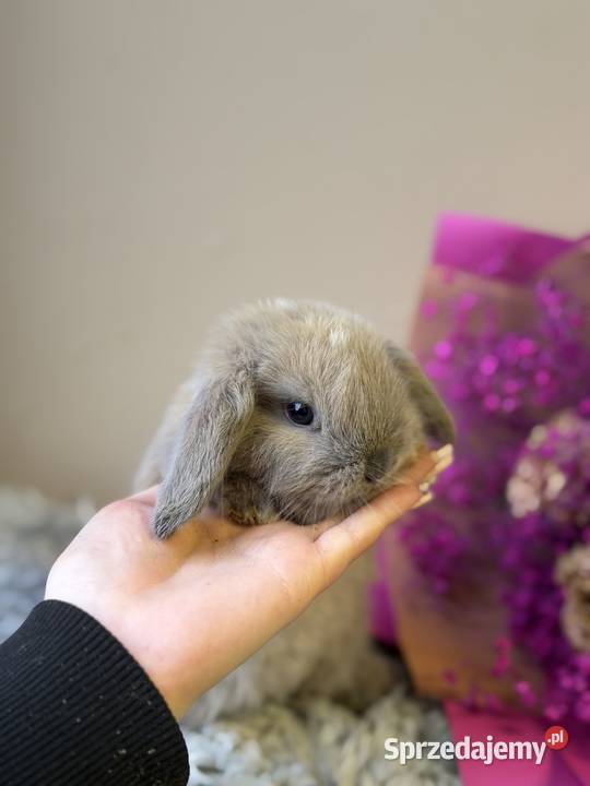 mini lop króliczek miniaturka karzełek Wadowice