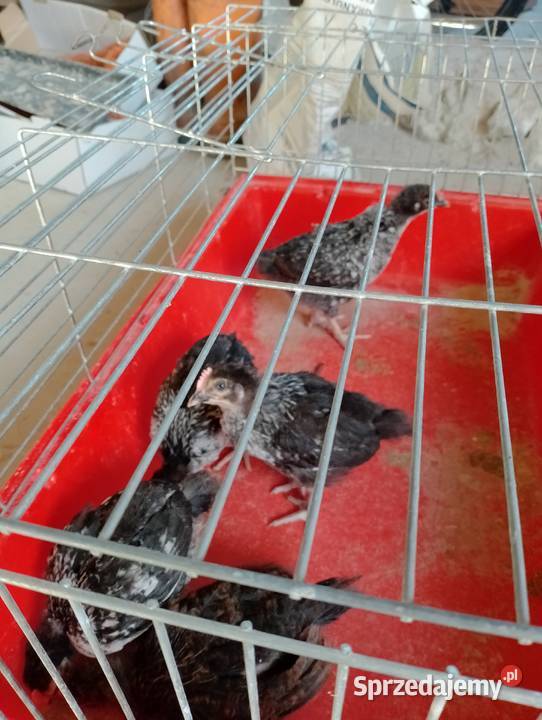 Sprzedam kogutki 5tyg Szopinek