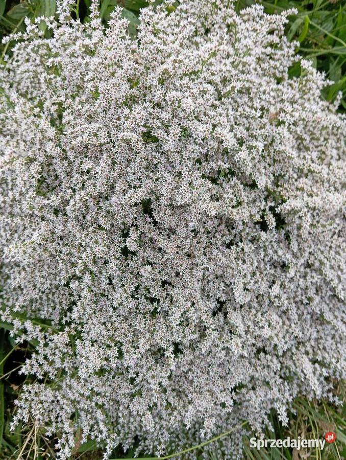 zatrwian statica kaszka 2025 Krasnystaw