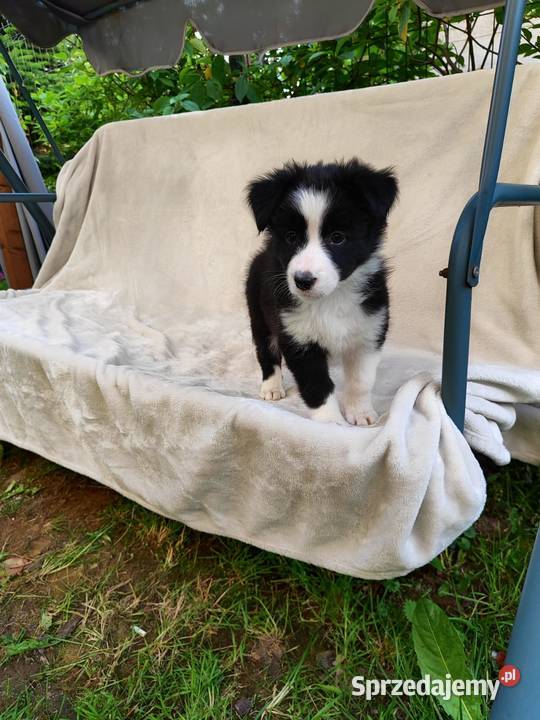 Suczka Border collie czarnobiała z rodowodem z Rymanów