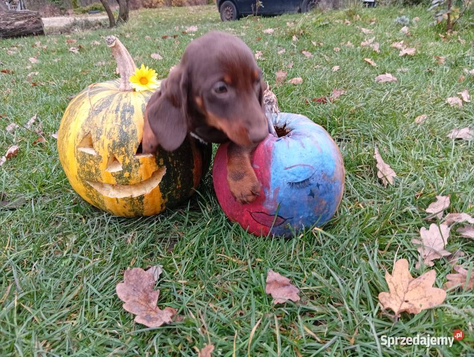 Jamniki brązowe 2 Garbów