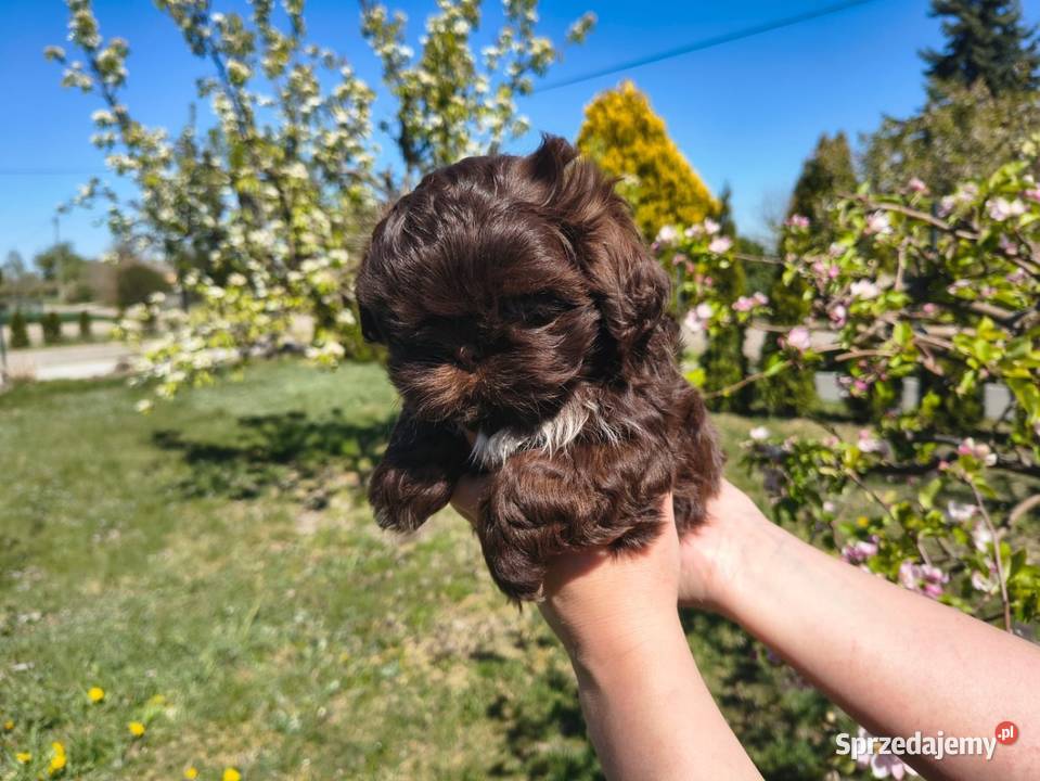 Shihtzu Shih TZU Choco Czekoladowy Shih Tzu