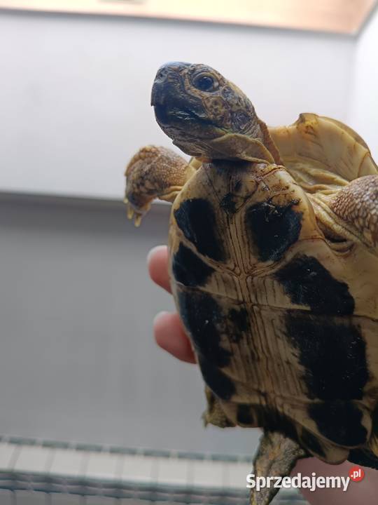 Samiec żółwia greckiego Jabłonka