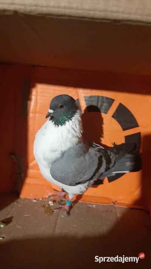 Para kuraków modeńskich Zastawie