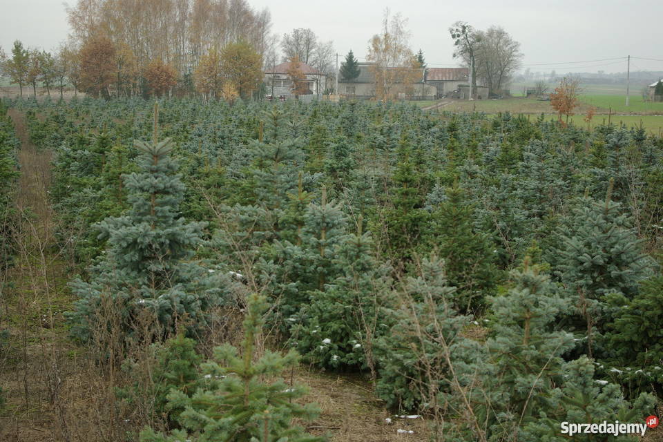 choinkiplantacja świerka srebrnego Głuchów sprzedam