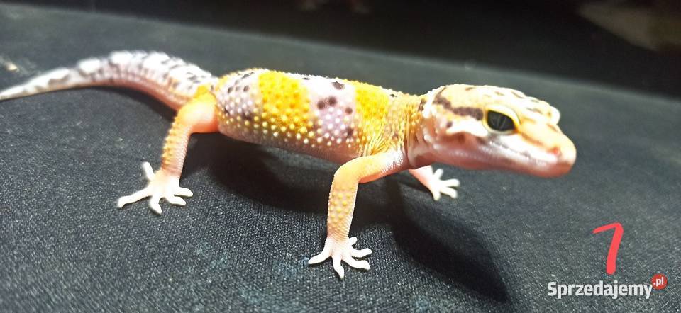 eublefary lamparcie młode Kraków