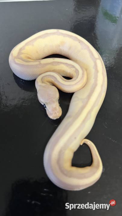 Banana Enchi Genetic Stripe Bydgoszcz