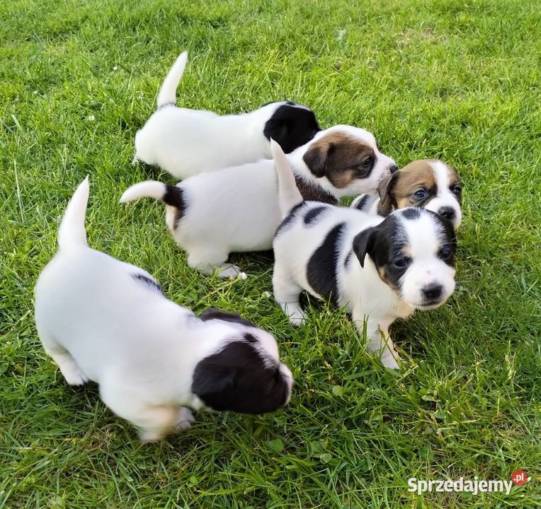 Jack Russell Terrier FCI ZKwP Wroclaw Wrocław sprzedam