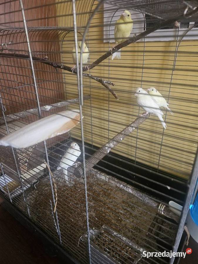 Sprzedam kanarki Godów