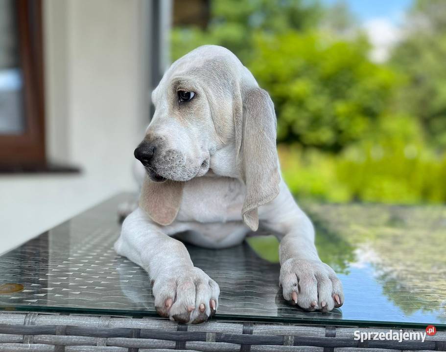 Gończe PORCELAINE FCI super szczeniak Pozostałe zachodniopomorskie Drawno